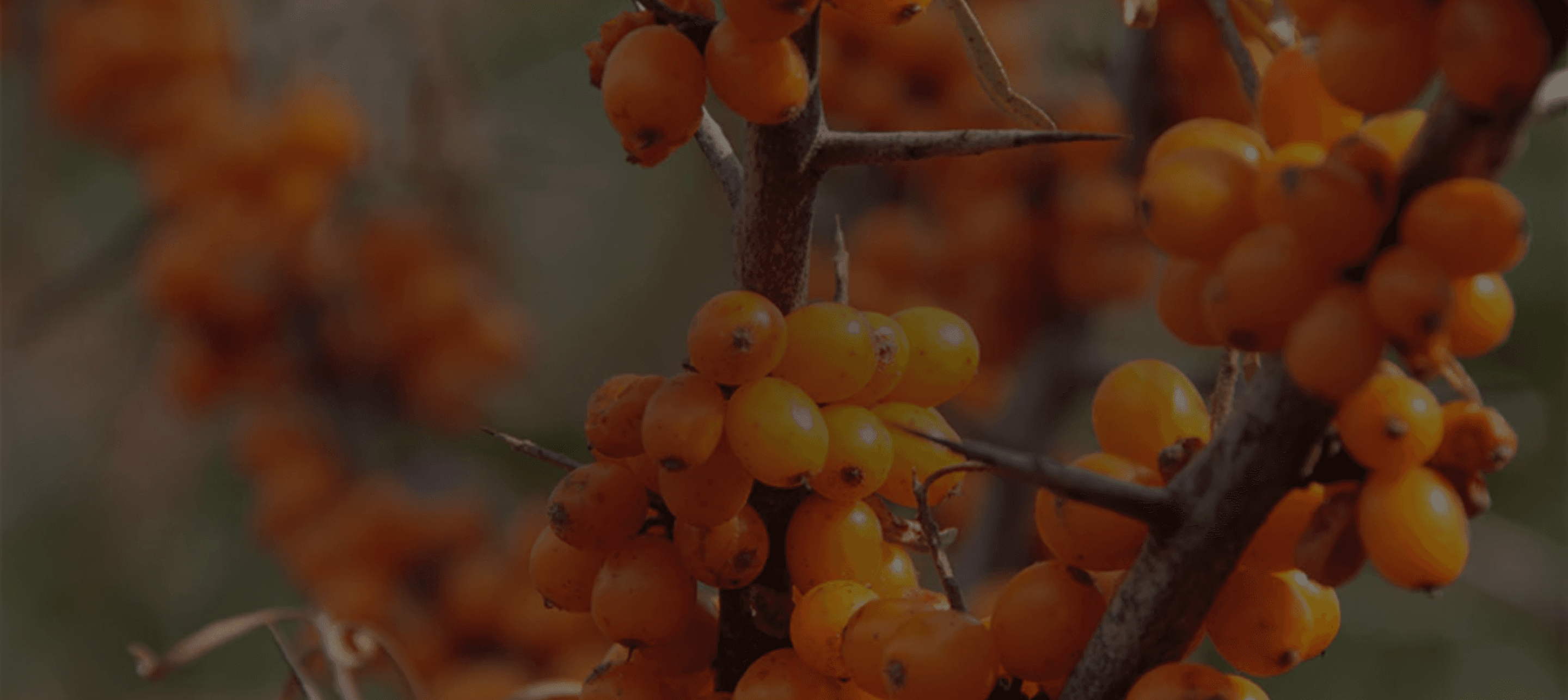 Sea Buckthorn