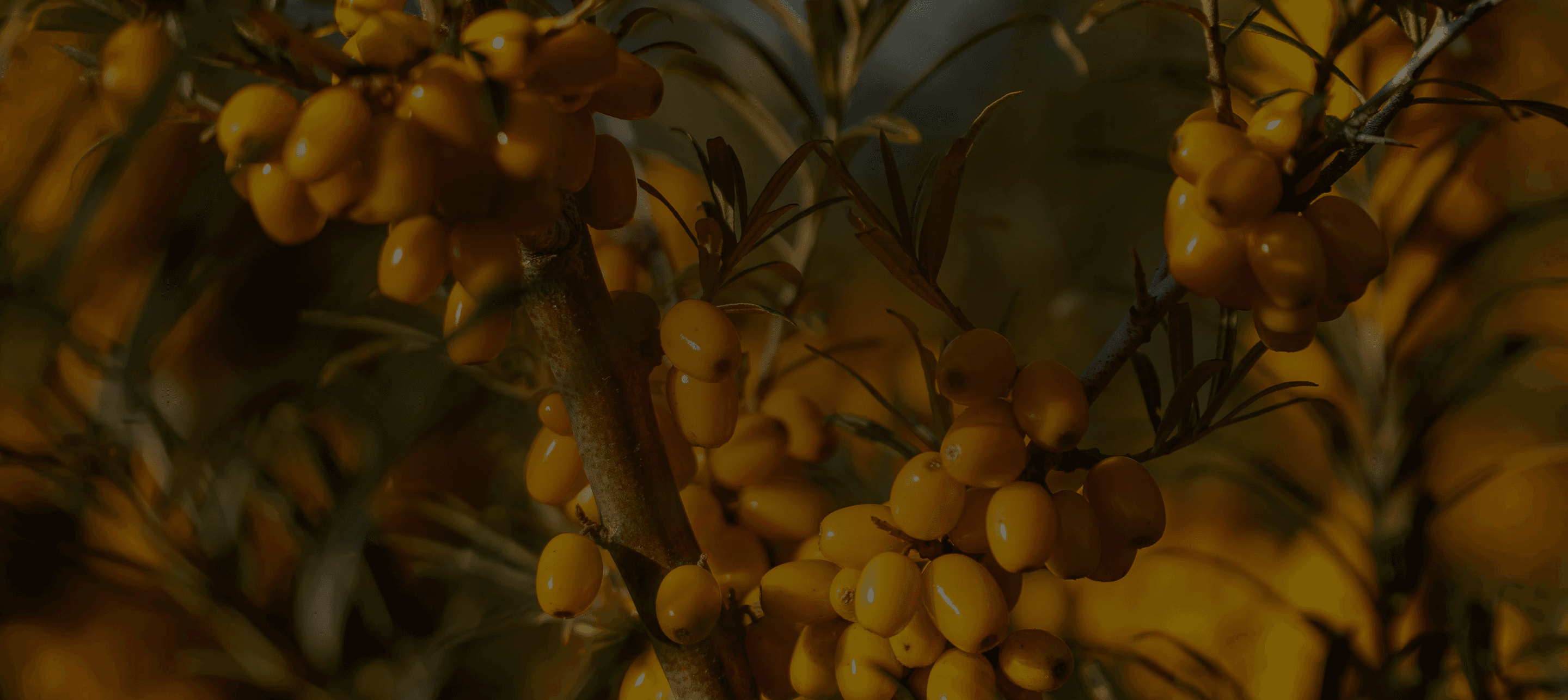 Ancinet Remedy