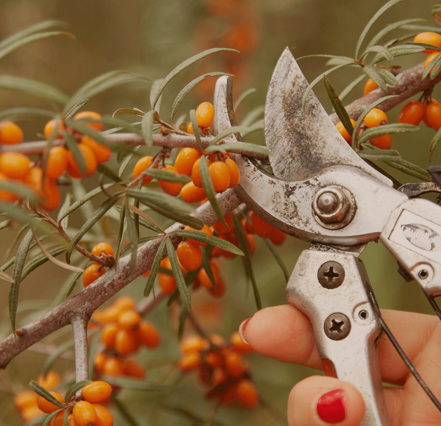 lading sea buckthorn