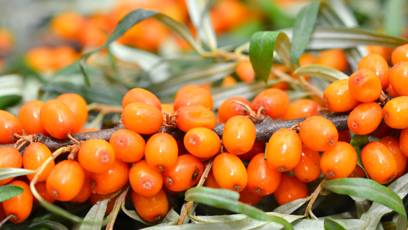 The Complete Guide to Sea Buckthorn Health Benefits - Energyne Sea Buckthorn Guide